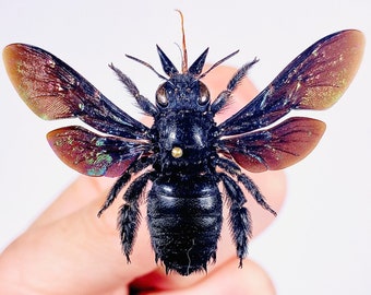 Insect.happy　標本箱A2サイズ黒2セット 54