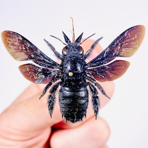 Xylocopa latipes svart snickarbi sprider riktig humla insekt omonterad för konstverk taxidermi konstprojekt insektsamling