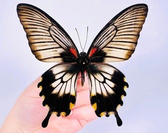 Papilio lowi female real dry butterfly insect unmounted for artwork taxidermy art project insect collection