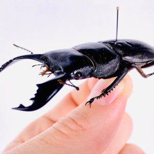 Dorcus titanus typhon Indonesia - ID, real dry stag beetle insect unmounted for artwork taxidermy art project insect collection