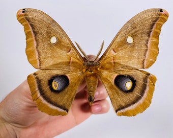 Giant canadian moth Antheraea polyphemus for insect artwork, butterflies collection or taxidermy project