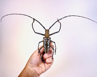 Gigantic long horned beetle Batocera wallacei Unmonted for artwork, taxidermy project and insect collection.