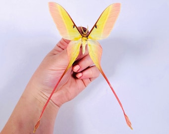 Actias dubernardi Chine (CN) - Wild caught - Chinese Moon Moth, male, real insect unmounted for art project, entomology collections
