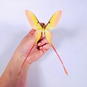 Actias dubernardi Chine (CN) - Mâle, Real insect unmounted for art project, collections