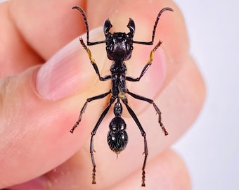 Paraponera clavata bullet ant insect unmounted for artwork taxidermy art project insect collection