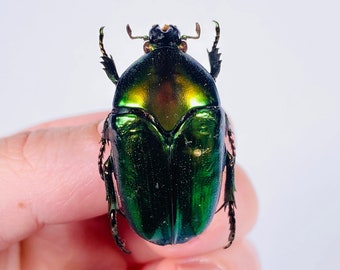 Coléoptère de fleur métallique vert pour l'oeuvre d'art Thaumastopus striatus