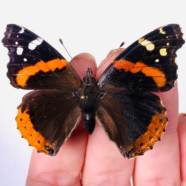 Vanessa atalanta rubria for taxidermy artwork jewelry insect collection