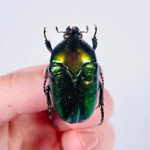 Coléoptère de fleur métallique vert pour l&#39;oeuvre d&#39;art Thaumastopus striatus