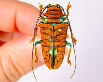Orange Long Horned African Beetle Sternotomis Chrysopras Uganda