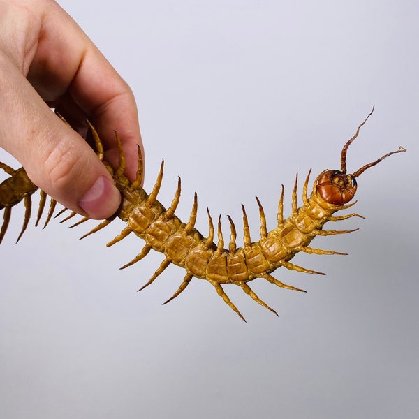 Scolopendra subspinipes Mille-pattes Projet artistique de taxidermie Non monté