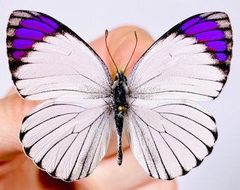 Colotis ione real butterfly unmounted  for artwork taxidermy art project insect collection