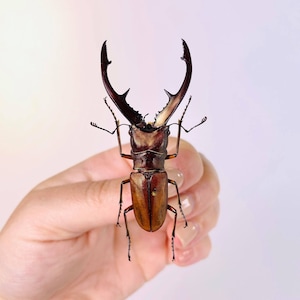 Devil Stag beetle Cyclommatus tarandus Indonesia - ID Unmounted for artwork taxidermy art project insect collection