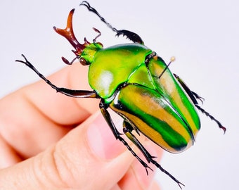 Eudicella sp. Cameroun real beetle insect unmounted  for artwork taxidermy art project insect collection