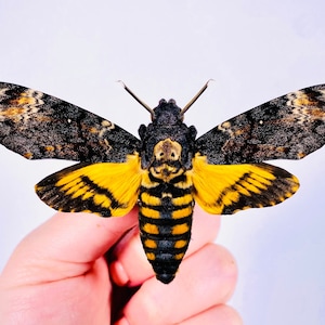 Acherontia atropos Ukraine (UA) - Captive bred - Death’s head hawkmoth, real dry butterfly unmounted for artwork taxidermy insect collection