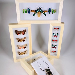 Może przedstawiać: Kolekcja oprawionych ekspozycji owadów. Górna rama zawiera różnorodne opalizujące chrząszcze. Poniżej znajdują się ramy z ćmami i motylami. Małe pudełko zawiera chrząszcza na białym tle.