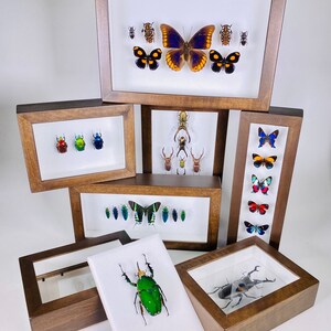 May include: A selection of framed insect displays. The dark brown frames house white backgrounds, displaying a variety of colourful butterflies and beetles. The insects are arranged in different patterns and sizes, creating a unique decorative display.