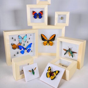 May include: A collection of framed insects and butterflies. The display features a variety of species with bright colours, including blue, orange, and yellow butterflies, and green beetles. The frames are made of light-coloured wood, creating a natural and elegant display.