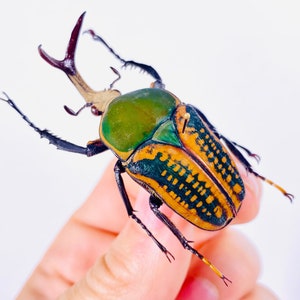 Megalorhina harrisi Ouganda (UG) - Capture sauvage - Coléoptère des fleurs non monté pour une oeuvre d&#39;art sur des insectes, une collection d&#39;insectes ou un projet de taxidermie.