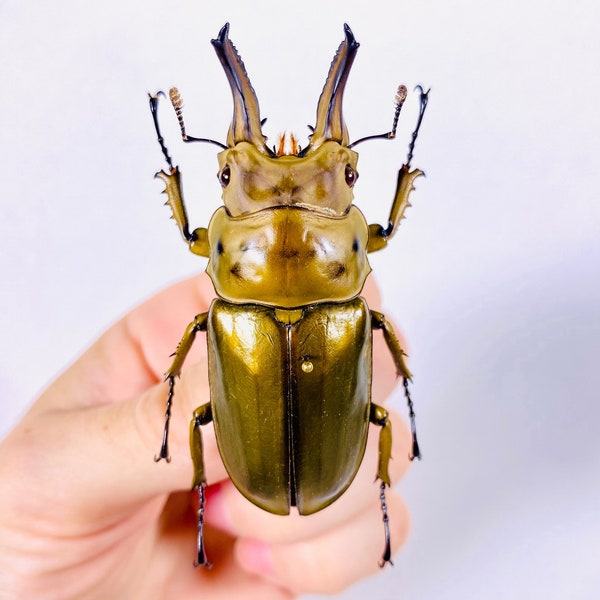 Allotopus Rosenbergi real golden stag beetle for insect artwork, butterflies collection or taxidermy project.