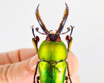 真緑色のメタリックなカブトムシの雄鹿、Lamprima adolphinae インドネシア - ID、カブトムシの未接着昆虫アート作品、カブトムシのコレクション、剥製プロジェクト。