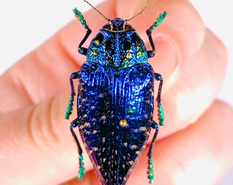 マダガスカル産の本物のブルーサファイアメタリック宝石玉虫Polybothris sumptuosa gemma MG、剥製作品用未組立甲虫 35 mm