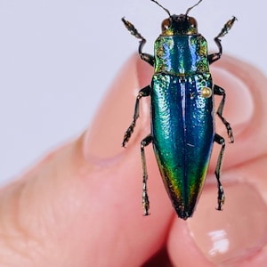 Coléoptère arc-en-ciel bleu vert pour œuvre d’art Cyphogastra albertisi