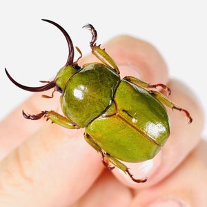 Fruhstorferia sexmaculata Thaïlande - TRIO de coléoptères TH 2 mâles/1 femelle Non monté pour oeuvre d&#39;art, collection d&#39;insectes du projet de taxidermie.