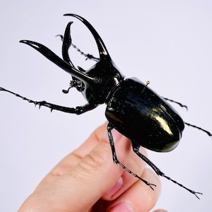 Chalcosoma atlas keyboh Indonesia - ID vrai insecte coléoptère non monté pour œuvre d’art taxidermie projet d’art collection d’insectes