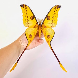 Puede incluir: Una mariposa amarilla y marrón con colas largas, sostenida en una mano. La mariposa tiene grandes ocelos redondos en sus alas.