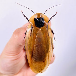 Blaberus giganteus real cockroach with wings for insect artwork, butterflies collection or taxidermy project. image 1