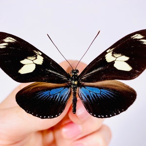 Puede incluir: Una mariposa negra con marcas blancas y azules en sus alas. La mariposa está siendo sostenida por una mano.