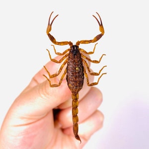 Peut inclure: Un scorpion brun avec une longue queue et huit pattes est tenu dans la main d'une personne. Le corps du scorpion est segmenté et de couleur brun foncé. Les pattes du scorpion sont longues et fines, et sa queue est enroulée.