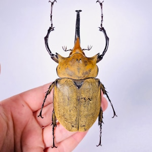 Mexico Megasoma e occidentalis 97mm Revision of the Megasoma