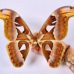 Attacus Atlas Weibchen Thailand TH, veritable cobra moth non monté Insekt Kunstwerk Schmetterlinge Sammlung oder Präparatorprojekt