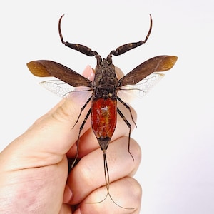 Pode incluir: Um inseto marrom e vermelho com pernas longas e asas. O inseto está sendo segurado por uma mão.