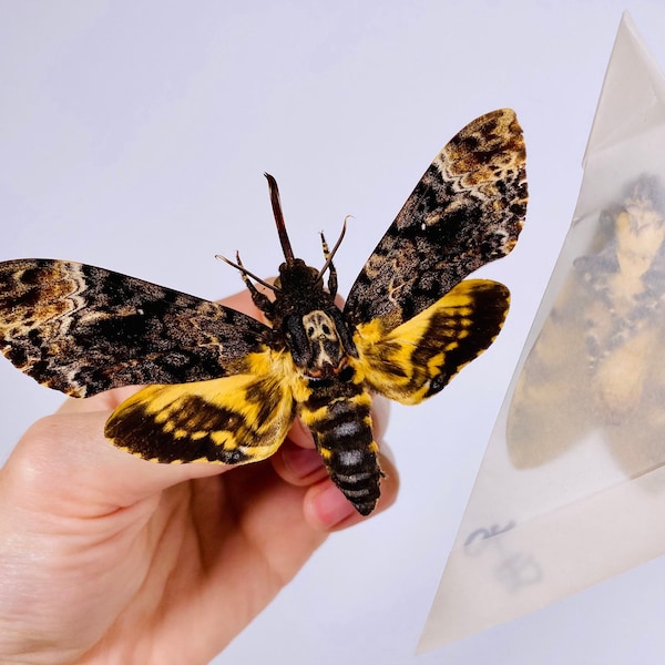 Death’s head hawkmoth Acherontia styx moth Unmonted for artwork, taxidermy project and insect collection