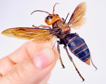 Vespa mandarina bellona asian giant hornet real wasp spread unmounted for artwork taxidermy art project insect collection