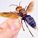 see more listings in the Unmounted insects section