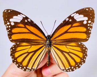 Danaus genutia real butterfly unmounted  for artwork taxidermy art project insect collection