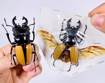 Odontolabis Ludekingi Indonsia (ID) - Real Stag Beetle Insect