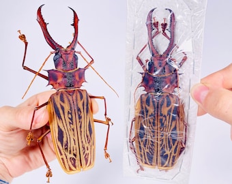 本物の巨大なサーベルトゥースカミキリ（Macrodontia cervicornis