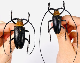 2 A-1 Stephanocrates Preussi 46mm Cameroon Real Unmounted Beetle