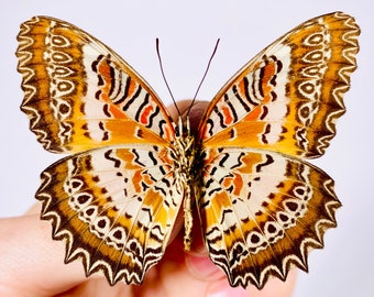 Cethosia biblis insularis real butterfly unmounted  for artwork taxidermy art project insect collection