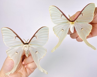 昆虫アート、蝶のコレクション、剥製プロジェクトに最適な Heliconius