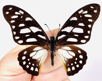 Graphium leonidas Indonesia (ID) - Wild gefangen - Getrockneter Schwertträger (Graphium leonidas), unmontiert für Kunstwerke oder Insektensammlungen.
