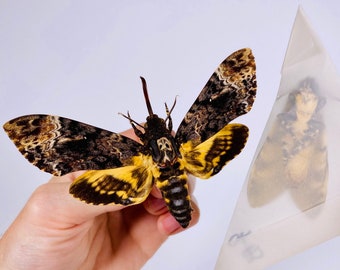 Totenkopfschwärmer Acherontia styx Moth Unmonted für Kunst, Tierpräparation und Insektensammlung
