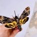 see more listings in the Unmounted butterflies section