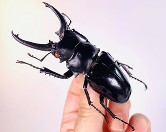 Stag beetle Odontolabis dalmani celebensis Unmounted for artwork taxidermy art project insect collection