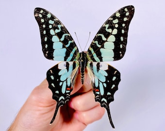 Graphium antheus butterfly for insect artwork, butterflies collection or taxidermy project.