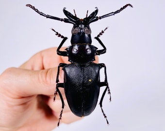 Dorysthenes walkeri echtes schwarzes lang gehörntes Käfer Insekt unmontiert für Kunstwerk Taxidermie Kunstprojekt Insektensammlung